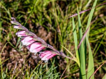 Gladiolus crassifolius 