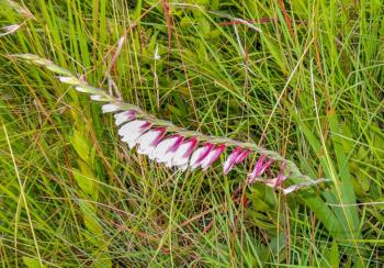 Gladiolus crassifolius in habitat.