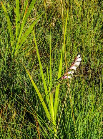 Gladiolus crassifolius in habitat, Ntsikeni.