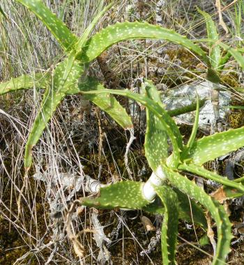 Aloe varimaculata in habitat near Humpata Vlei, southwestern Angolan highlands.