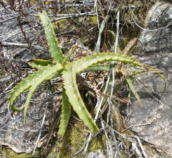 Aloe varimaculata in habitat, Leba Pass, southwestern Angolan highlands.