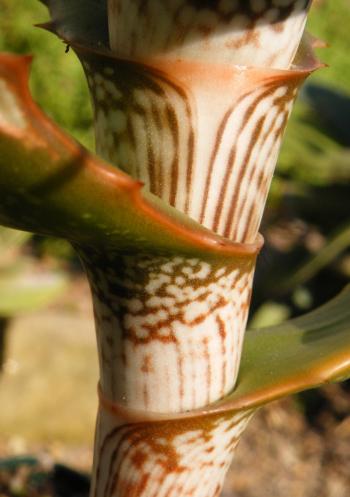 The mottled stem of Aloe varimaculata in cultivation at Kirstenbosch National Botanical Garden succulent collection.