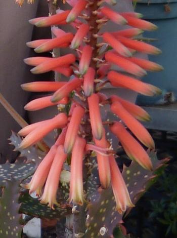 The flowers of Aloe varimaculata in cultivation at Kirstenbosch National Botanical Garden succulent collection.