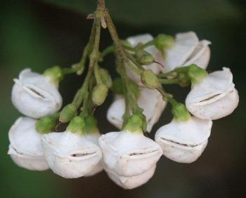 Bowkeria cymosa, flowers.