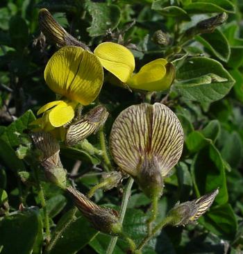 Rhynchosia caribaea, flowers yellow with purple or dark blue stripes (Geoff Nichols).