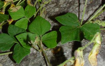 Rhynchosia caribaea, trifoliate, heart-shaped leaves (Geoff Nichols).