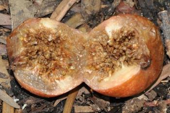 Ripe fig of Ficus sur broken open to show seeds inside.