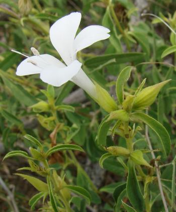 Barleria quadriloba , flowers subtended by calyx lobes.