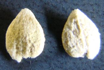 Barleria quadriloba , seeds.