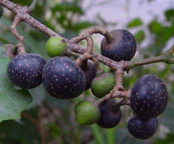 Rhoicissus tridentata, clusters of red to black edible grape-like berries. (Geoff Nichols)