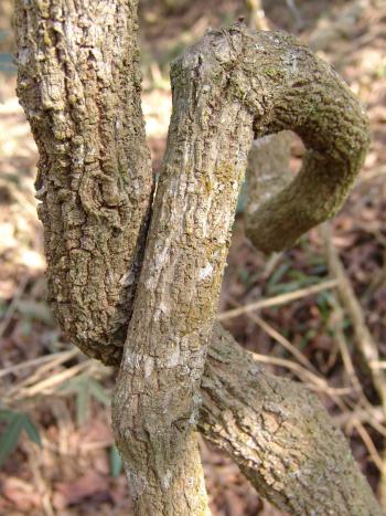 Rhoicissus tridentata (Geoff Nichols)