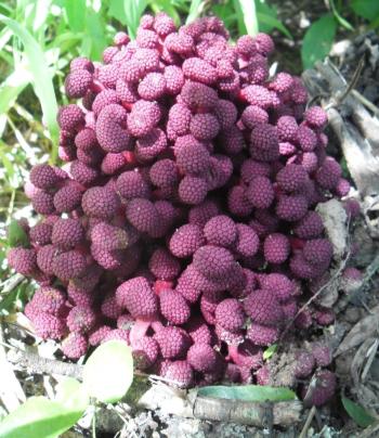 Sarcophyte sanguinea, female plant in flower. (Nina Hobbhahn)