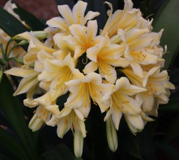 Clivia miniata var. citrina ‘Natal Yellow’ 