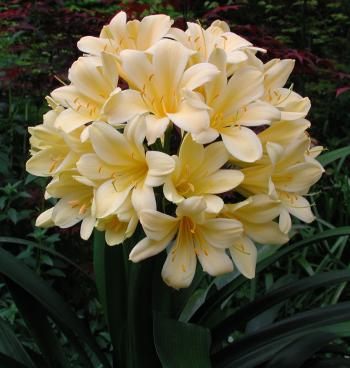 Clivia miniata var. citrina Pat’s Gold strain 