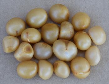 Clivia miniata var. citrina seeds 