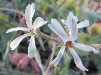 Pelargonium alchemilloides 