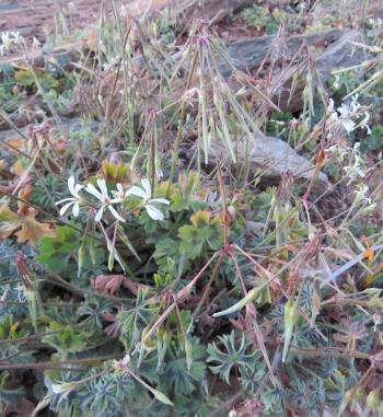 Pelargonium alchemilloides 