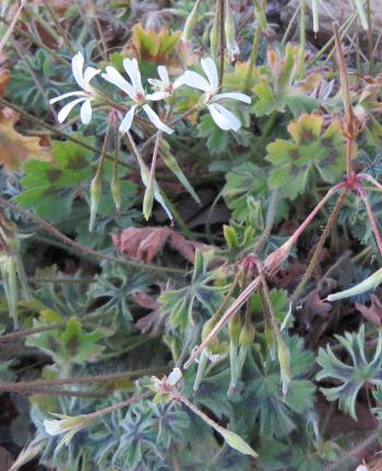 Pelargonium alchemilloides 