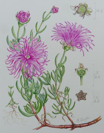 Roosia lucilleae illustration by Marieta Visagie. Drawn from the type plant, Western Cape. Illustration showing a seedling (bottom left), the adult plant (bottom right), the developing fruit (top and middle right) as well as the mature open capsule (bottom right).