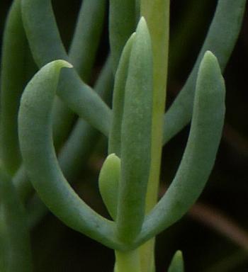 The glaucous, softly succulent leaves of Roosia lucilleae.