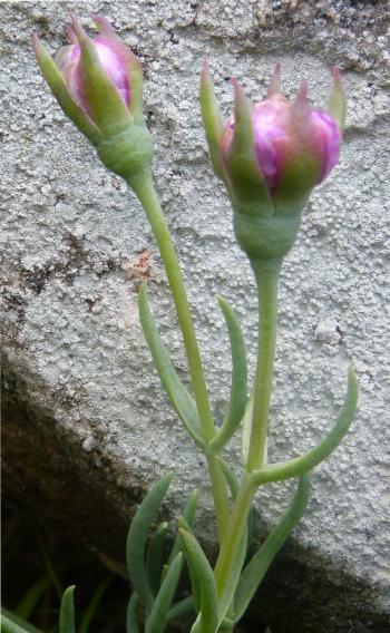 The flower bud of Roosia lucilleae just before opening. Note the slightly tuberculate epidermis and sepals 2, 5 times as long as the fruit.