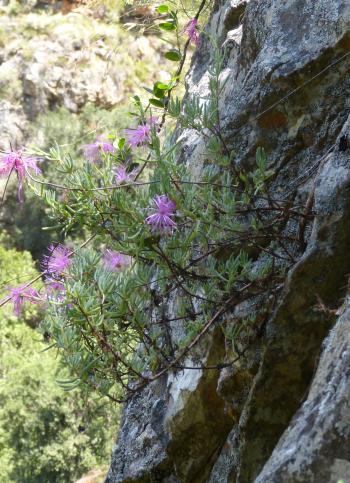 Roosia lucilleae in flower on a cliff in Dome Kloof (Lucille Krige).