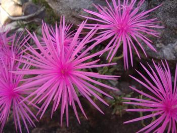 The large rose-pink flowers of Roosia lucilleae. Note the persistent petals of the old flower.