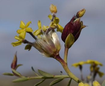 Lasiosiphon rigidus, papery bracts fall at maturity exposing the silvery hairs. (John Manning)