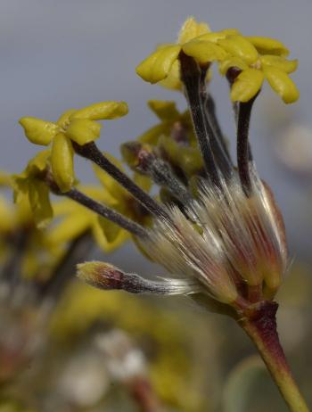 Lasiosiphon rigidus, with long silvery to golden hairs on the flower tube. (John Manning)