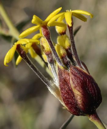 Lasiosiphon rigidus, flowers in terminal heads surrounded by yellow-red papery bracts. (John Manning)