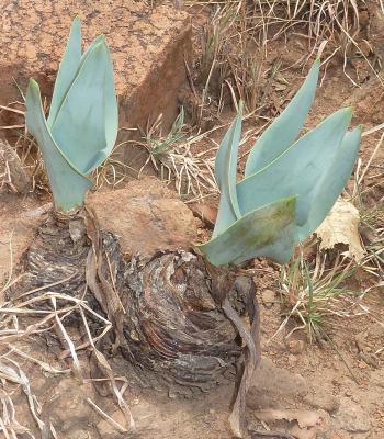 Ledebouria confusa, leaf margins are usually reflexed near the base.