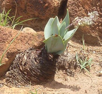 Ledebouria confusa, membranous dead bulb scales form a cluster around the bulb at ground level.