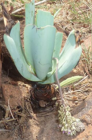 Ledebouria confusa, flaccid inflorescences hang out of the rosette of leaves.