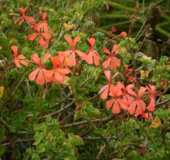 Pelargonium salmoneum, bright salmon-pink flowers in winter, spring and early summer.