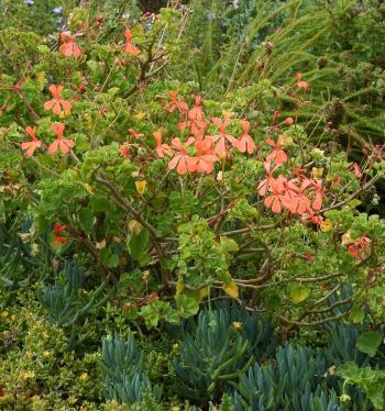 Pelargonium salmoneum, is easy to grow and has very economical water requirements.