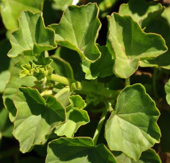 Pelargonium salmoneum, yellowish green semi-succulent leaves.