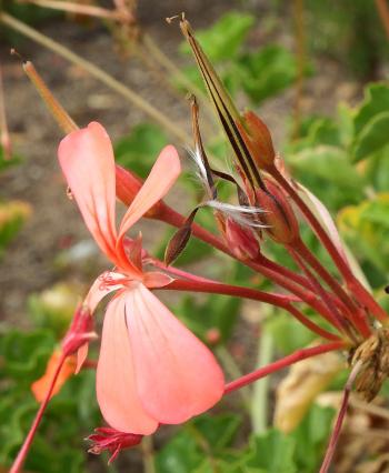 Pelargonium salmoneum, seeds have a feathered tail that drills the seed into the soil.