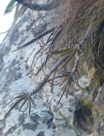 Aloe howmanii on a sheer cliff face of the Chimanimani Mountains, near Mutekeshwane base camp (eastern Zimbabwe).