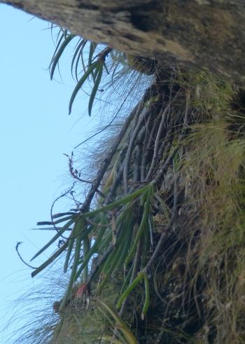 Aloe howmanii in fruit on a sheer cliff face of the Chimanimani Mountains, near Mutekeshwane base camp (eastern Zimbabwe).