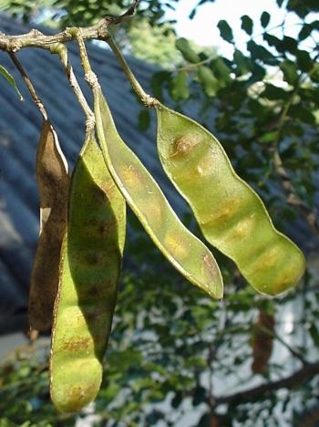 Albizia suluensis, thin, light brown, dehiscent pods (Geoff Nichols)