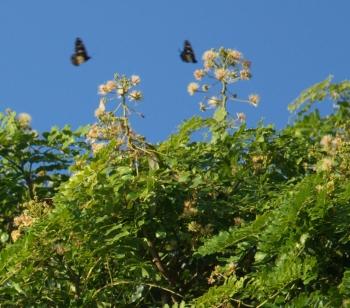 Albizia suluensis flowers are visited by butterflies (Geoff Nichols)