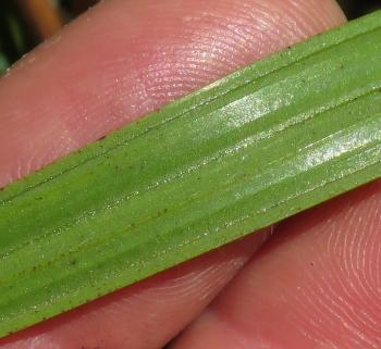 Wachendorfia brachyandra, longitudinally pleated leaves (Gigi Laidler)