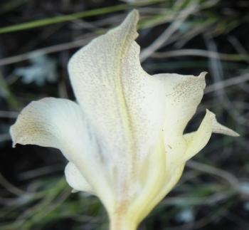 Gladiolus longicollis, flowers often mottled with brown (Dineo Dibakwane)