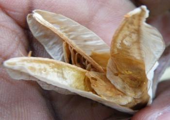 Gladiolus longicollis, has winged seeds (Dineo Dibakwane)