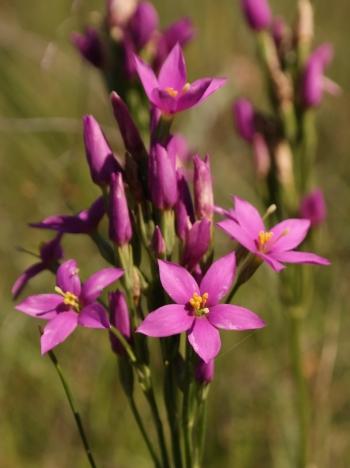 Chironia krebsii (Nick Helme)