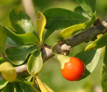 Lycium ferocissimum, smooth orange-red berries throughout the year.