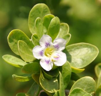 Lycium ferocissimum, fragrant flowers are solitary or in pairs.