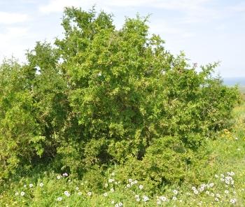 Lycium ferocissimum, in habitat, Postberg, Western Cape.