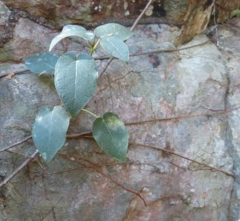 Ficus muelleriana growing on a quartzitic sandstone rock face along the southern end of the Chimanimani Mountains. Note the wandering adventitious roots.