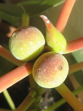 The small figs of Ficus muelleriana in cultivation at Stellenbosch.